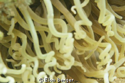 Anemone by Elon Berger 